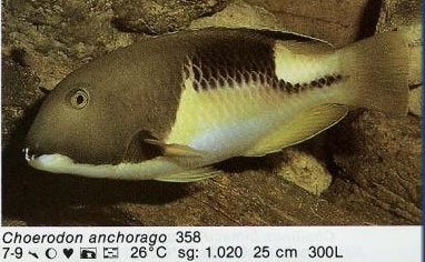 Choerodon anchorado